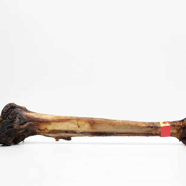 OSTRICH CAVEMAN BONE 50-60CM