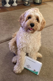 PREMIUM DOG INTOLERANCE / INSENSITIVITY TEST X 1
