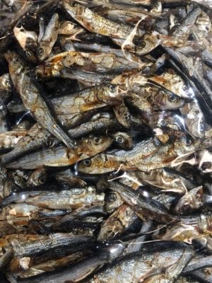 SPRATS DRY 1KG